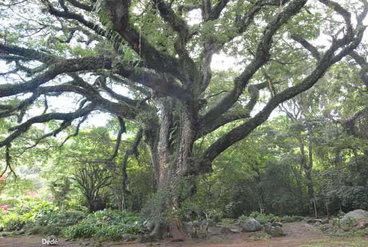 Le Zamana : L'Arbre Majestueux et Étonnant des Petites Antilles