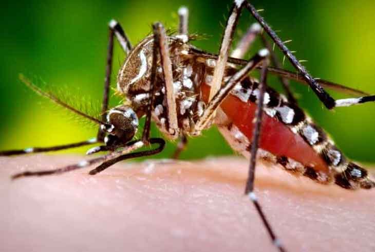 Moustique Aedes Aegypti : Un Petit Insecte aux Conséquences Majeures dans les Antilles