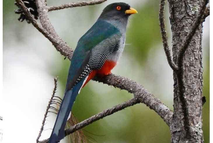 Trogon damoiseau : Emblème d’Haïti, menacé d'extinction