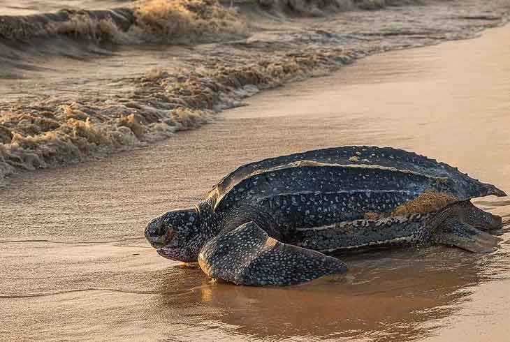 Tortue luth