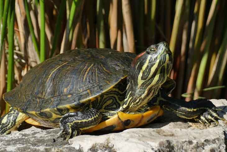 Tortue de Floride aux Antilles : Défi Environnemental et Nécessité de Gestion