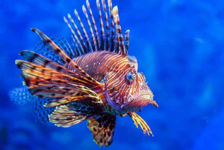 Poisson lion